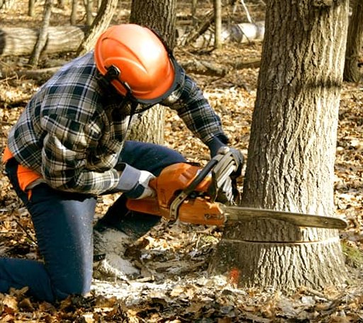 Tree Removal in Oakland, MD